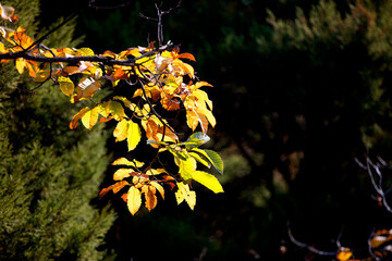 The scenery of golden leaves in northern autumn