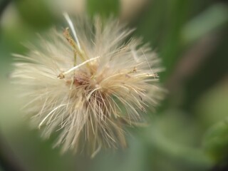 dandelion seed head