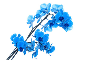 beautiful blue Orchid without background, bright blue Orchid flowers on a white background. isolate