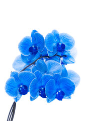 beautiful blue Orchid without background, bright blue Orchid flowers on a white background. isolate