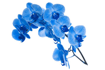 beautiful blue Orchid without background, bright blue Orchid flowers on a white background. isolate