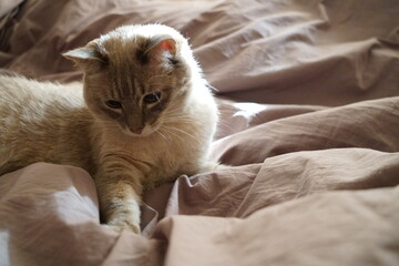 Front view of a cute beautiful Siamese breed cat on a classic brown blanket