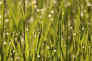 Fototapeta na wymiar Dew covered grass with water droplets