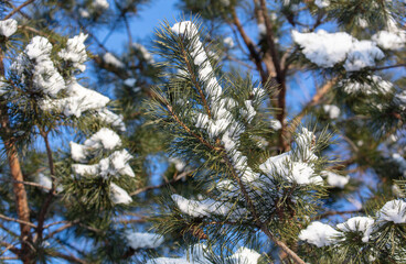 Snow on pine branches against the blue sky