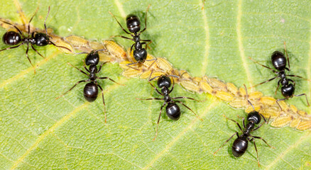 Close-up of ants and aphids on a leaf. Macro
