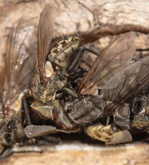 A dead fly lies on the windowsill. Macro