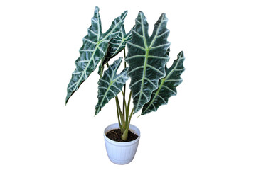 Dark leaves Alocasia amazonica (Alocasia Amazonica Sanderiana) tropical houseplants in a white pot isolated on transparent background. PNG transparency