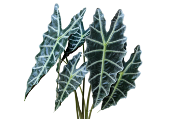 Foliage of Alocasia Amazonica Sanderiana (Alocasia amazonica) leaves the popular houseplants isolated on transparent background. PNG transparency