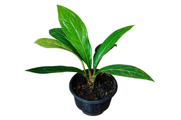 Anthurium jenmanii ornamental houseplant in black pots isolated on transparent background. PNG transparency