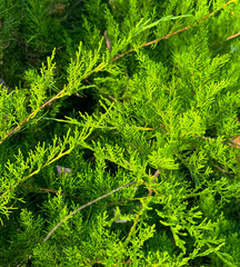 Green thuja branches in nature as a background
