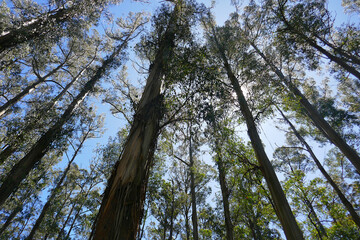 The giant Mountain Ash trees dominate the landscape in Sherbrooke Forest in the Dandenongs