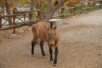 Fototapeta premium Beautiful horse at the zoo.