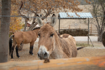 Portrait of donkey at the zoo.