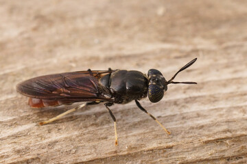 Detailed dorsal closeup on a cosmopolitian diptera species, the black soldier fly, Hermetia...