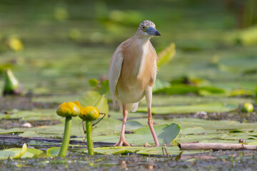 Squacco heron - Ardeola ralloides - standing on green vegetation. Photo from Danube Delta, Romania.	