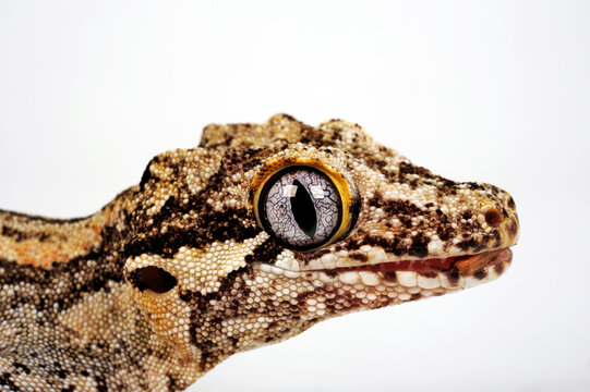 H&ouml;ckerkopfgecko // New Caledonia Bumpy Gecko (Rhacodactylus auriculatus)