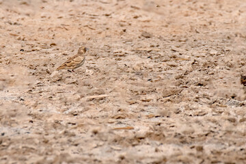 Ashy crowned Sparrow Lark a beautiful bird