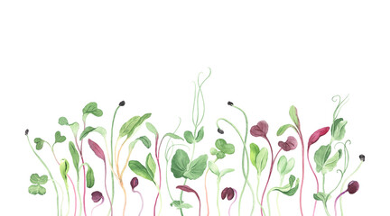 Microgreens hand drawn painting, horizontal border with delicate fresh green and purple plants. Watercolor isolated illustration, symbols healthy food, print for your design cover, background, frame.