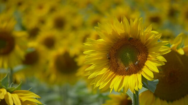 Close up shot of bees collecting pollen of sunflower field in summer - blurred background