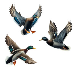 A set of American Black Ducks flying on a transparent background
