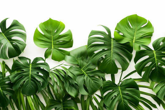 big green leaves of tropical plant monsterra, floral arrangement, white background
