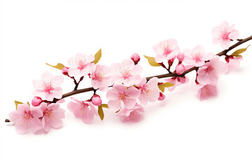 cherry blossom pink sakura branch, isolated on white background