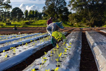 Asian farmer is carrying tray of young vegetable seedling to plant in mulching film for growing...