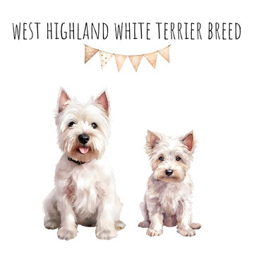 Watercolor west highland white terrier breed adult dog and puppy. Watercolor collection of dogs.