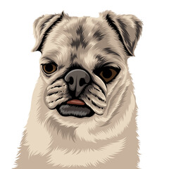 pug dog portrait