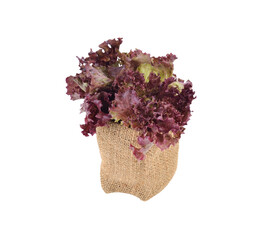 red lettuce transparent png