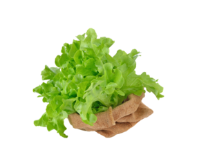 Fresh green lettuce leafs transparent png