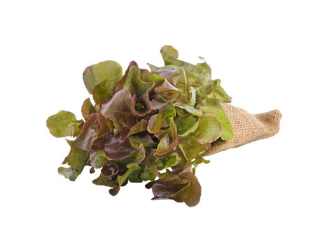 Fresh  lettuce leafs transparent png