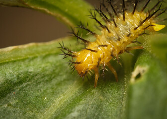 Caterpillars are eating green leaves