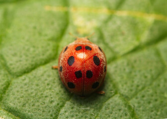 Lady bugs are resting on beautiful green leaves