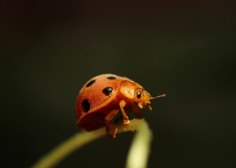 lady bug walking on plant twigs