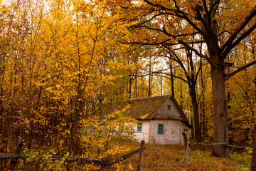 A small old rural house in the thickets of an autumn forest. Mighty oaks and a small house....