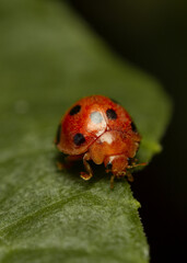 beauty of lady bug on green leaf