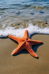 Starfish on Beach at Golden Hour