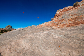 Butterfly's and barren rocky desert