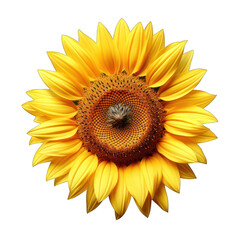 Yellow Sunflower Isolated on Transparent or White Background, PNG