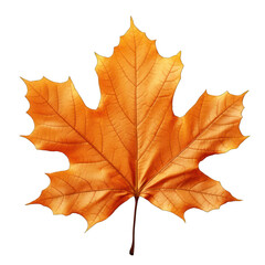 Naklejka na ściany i meble Orange Autumn Leaf Isolated on Transparent or White Background, PNG