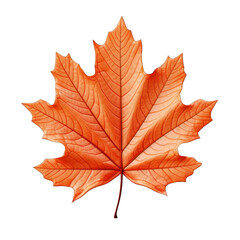 Fototapeta premium Orange Autumn Leaf Isolated on Transparent or White Background, PNG