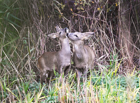Roe deers licking each other