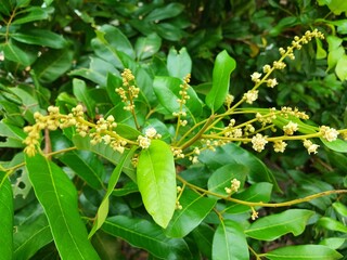 Longan flowers that will become fruit in the garden during the day.