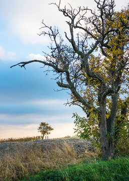 Bare tree in autumn vineyard in Burgenland