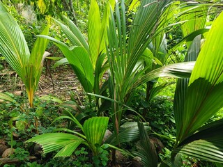 Young coconut leaves of tropical green tree, abstract natural background.