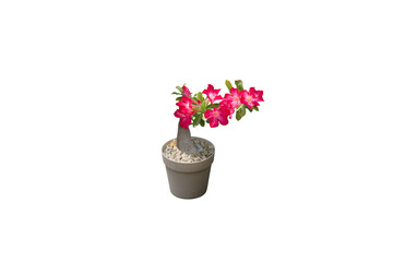 Isolated image of adenium plant with red flowers in a pot on transparent background png file.