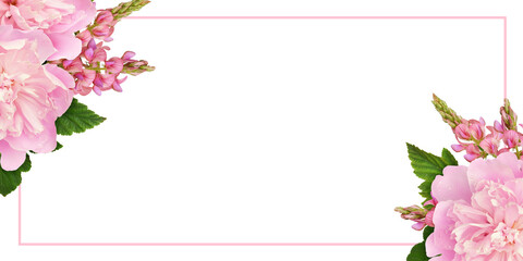 Pink peonies and onobrychis flowers in a corner floral arrangements and a frame isolated on white or transparent background