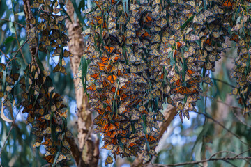 A kaleidoscope of Monarch butterflies painting the Eucalyptus tree with the delicate strokes of...