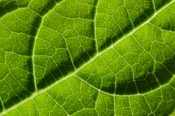 close up of green leaf texture